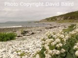 Garheugh Beach, photo courtesy of David Baird