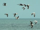 Gulls in Luce Bay