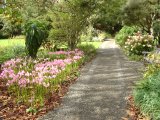 Logan Botanic Gardens in Wigtownshire, south west Scotland