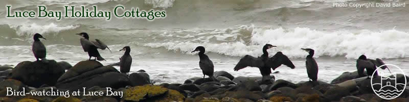 Wildlife and Birdwatching around Luce Bay in south west Scotland