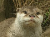 Otters at Monreith Animal World