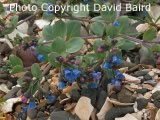 Oysterplant on beach at Alticry, by David Baird