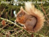 Red Squirrel in Galloway